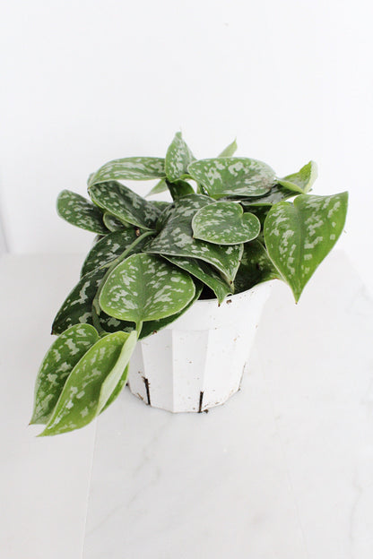 Live Indoor Spotted Vine Pothos Satin Plant Modern Gift for Plant Lover Air Purifier Tropical Foliage Easy Care Plant Gift Friend Desk Plant
