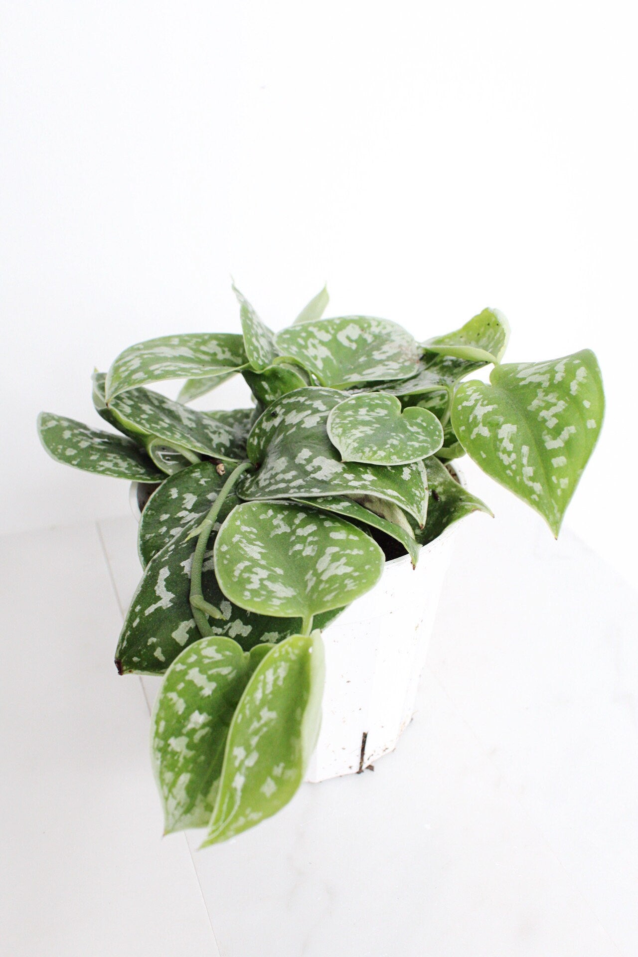 Live Indoor Spotted Vine Pothos Satin Plant Modern Gift for Plant Lover Air Purifier Tropical Foliage Easy Care Plant Gift Friend Desk Plant