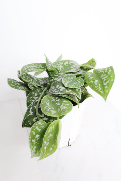 Live Indoor Spotted Vine Pothos Satin Plant Modern Gift for Plant Lover Air Purifier Tropical Foliage Easy Care Plant Gift Friend Desk Plant