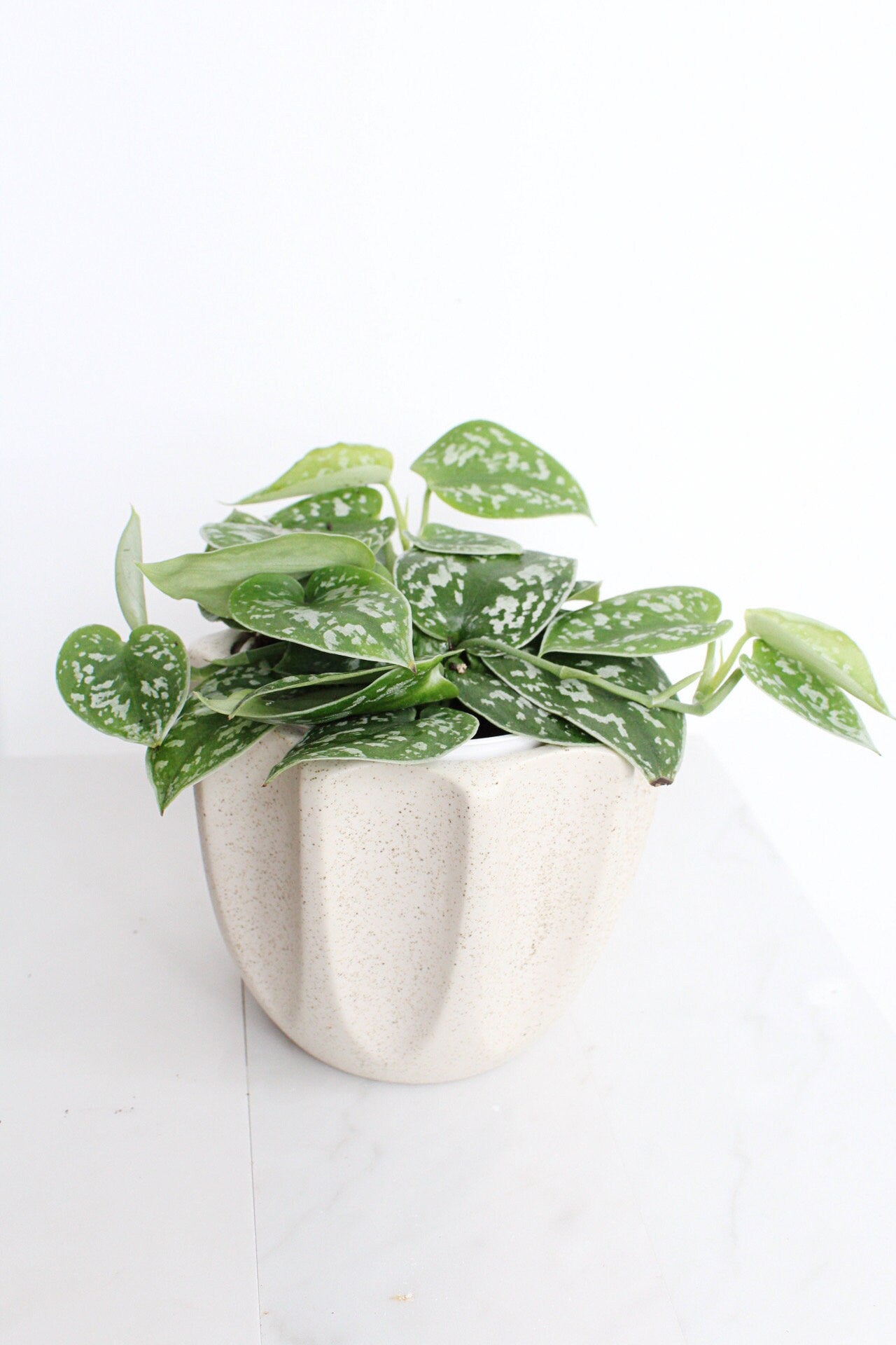Live Indoor Spotted Vine Pothos Satin Plant Modern Gift for Plant Lover Air Purifier Tropical Foliage Easy Care Plant Gift Friend Desk Plant