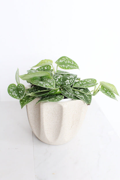 Live Indoor Spotted Vine Pothos Satin Plant Modern Gift for Plant Lover Air Purifier Tropical Foliage Easy Care Plant Gift Friend Desk Plant