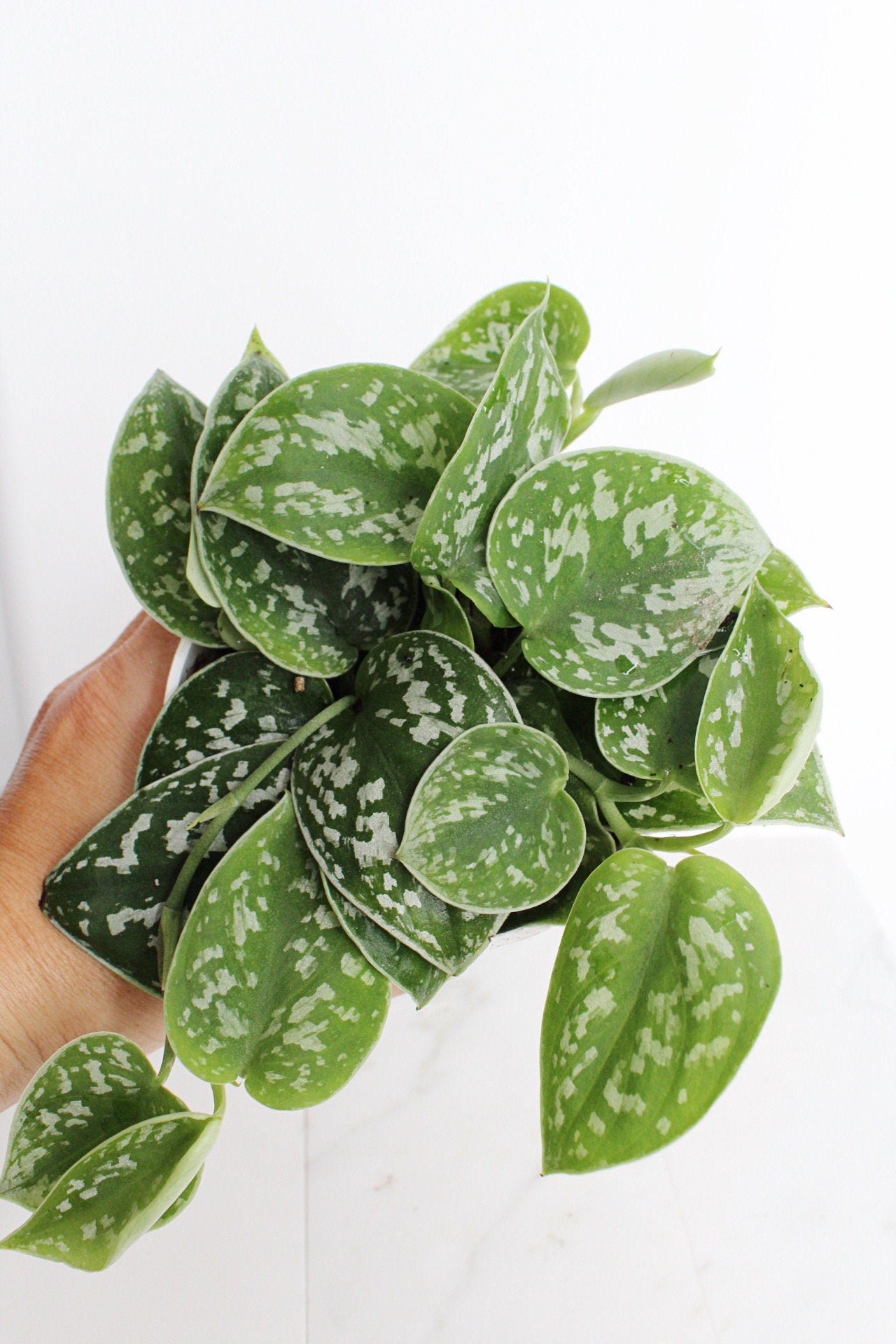 Live Indoor Spotted Vine Pothos Satin Plant Modern Gift for Plant Lover Air Purifier Tropical Foliage Easy Care Plant Gift Friend Desk Plant