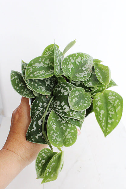 Live Indoor Spotted Vine Pothos Satin Plant Modern Gift for Plant Lover Air Purifier Tropical Foliage Easy Care Plant Gift Friend Desk Plant