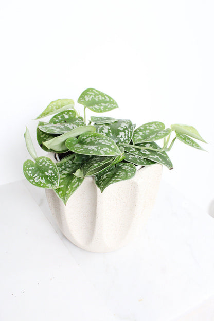 Live Indoor Spotted Vine Pothos Satin Plant Modern Gift for Plant Lover Air Purifier Tropical Foliage Easy Care Plant Gift Friend Desk Plant