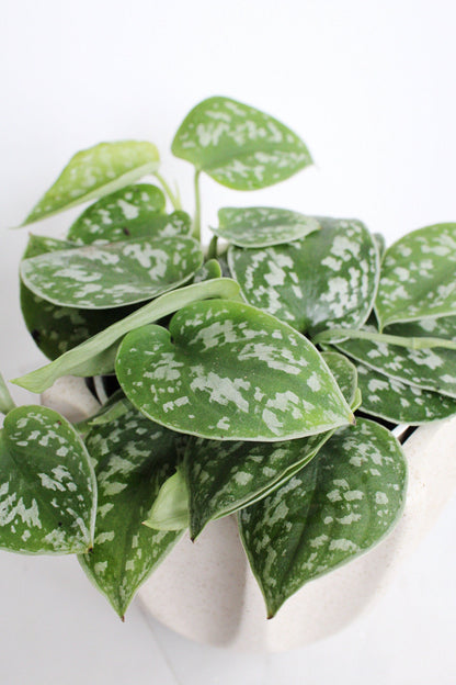 Live Indoor Spotted Vine Pothos Satin Plant Modern Gift for Plant Lover Air Purifier Tropical Foliage Easy Care Plant Gift Friend Desk Plant
