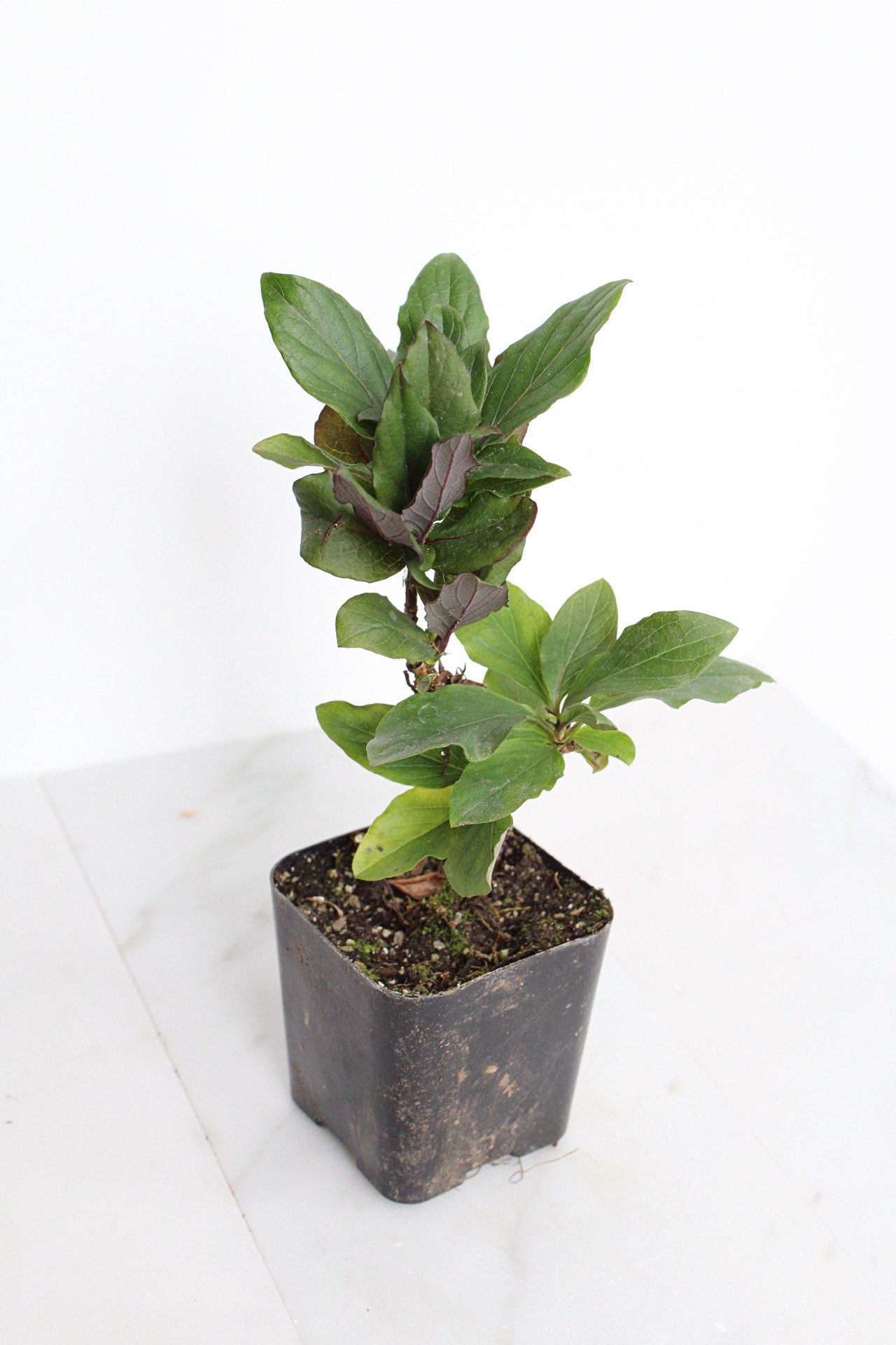 Purple Honeysuckle Vine Plant Lonicera Japonica Purpurea Starter Plant Trellis Plant Purple Leaf Live Plant Landscape Outdoor Garden Plant