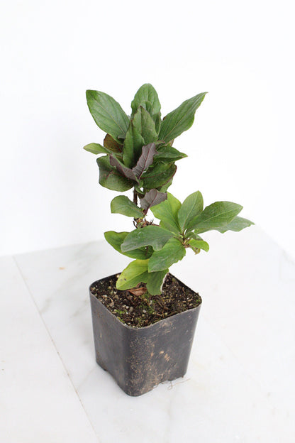 Purple Honeysuckle Vine Plant Lonicera Japonica Purpurea Starter Plant Trellis Plant Purple Leaf Live Plant Landscape Outdoor Garden Plant