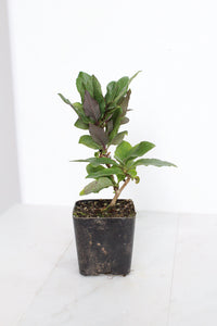 Purple Honeysuckle Vine Plant Lonicera Japonica Purpurea Starter Plant Trellis Plant Purple Leaf Live Plant Landscape Outdoor Garden Plant
