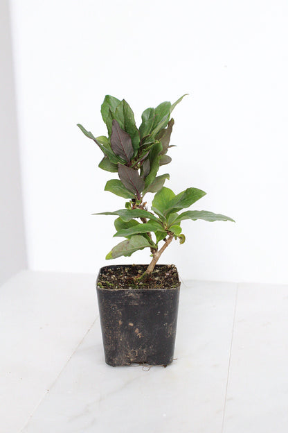 Purple Honeysuckle Vine Plant Lonicera Japonica Purpurea Starter Plant Trellis Plant Purple Leaf Live Plant Landscape Outdoor Garden Plant