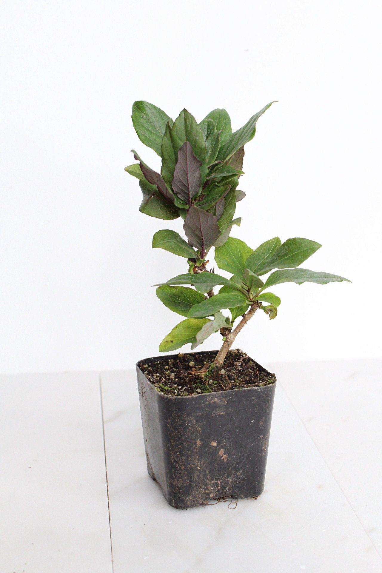 Purple Honeysuckle Vine Plant Lonicera Japonica Purpurea Starter Plant Trellis Plant Purple Leaf Live Plant Landscape Outdoor Garden Plant