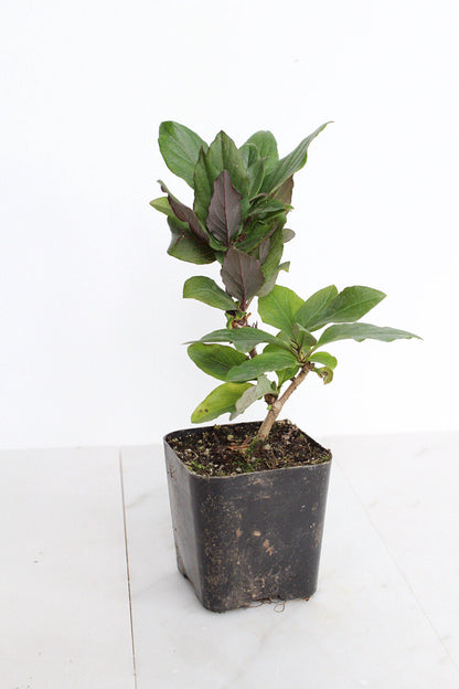 Purple Honeysuckle Vine Plant Lonicera Japonica Purpurea Starter Plant Trellis Plant Purple Leaf Live Plant Landscape Outdoor Garden Plant