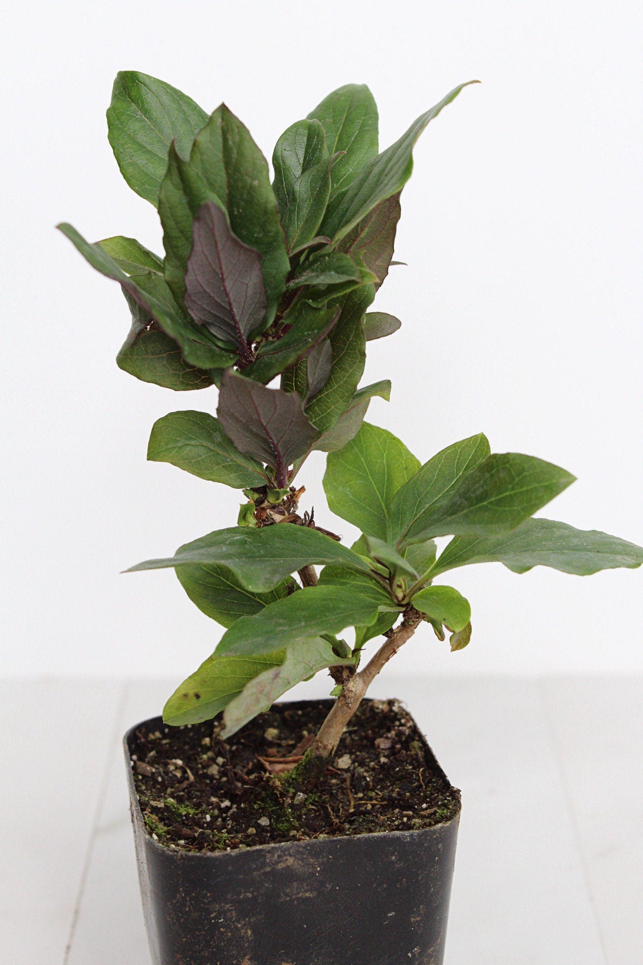 Purple Honeysuckle Vine Plant Lonicera Japonica Purpurea Starter Plant Trellis Plant Purple Leaf Live Plant Landscape Outdoor Garden Plant