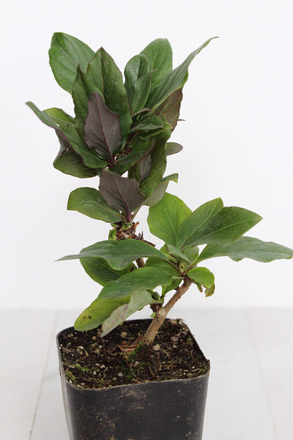 Purple Honeysuckle Vine Plant Lonicera Japonica Purpurea Starter Plant Trellis Plant Purple Leaf Live Plant Landscape Outdoor Garden Plant