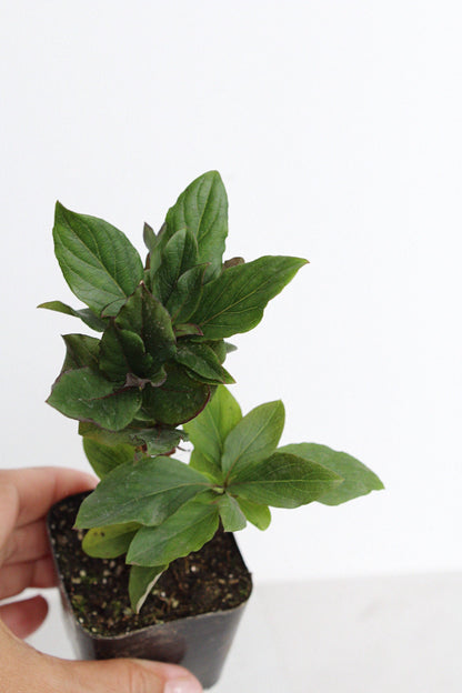 Purple Honeysuckle Vine Plant Lonicera Japonica Purpurea Starter Plant Trellis Plant Purple Leaf Live Plant Landscape Outdoor Garden Plant