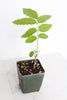Purple Flower Wisteria Vine Starter Bonsai Tree Chinese Wisteria Plant Trellis Plant Purple Leaf Live Plant Landscape Outdoor Garden Plant