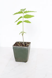 Purple Flower Wisteria Vine Starter Bonsai Tree Chinese Wisteria Plant Trellis Plant Purple Leaf Live Plant Landscape Outdoor Garden Plant