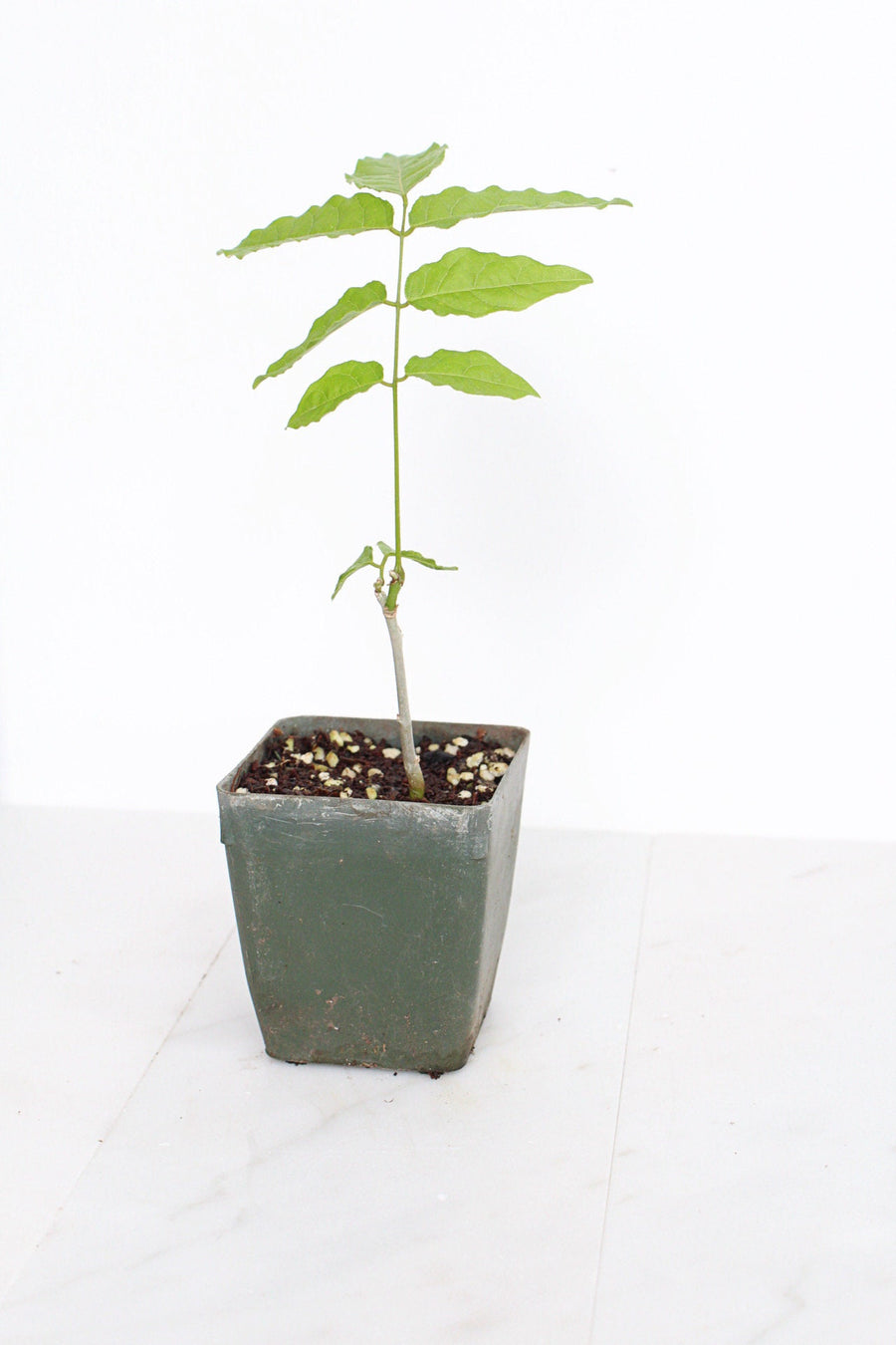 Purple Flower Wisteria Vine Starter Bonsai Tree Chinese Wisteria Plant Trellis Plant Purple Leaf Live Plant Landscape Outdoor Garden Plant