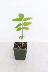 Purple Flower Wisteria Vine Starter Bonsai Tree Chinese Wisteria Plant Trellis Plant Purple Leaf Live Plant Landscape Outdoor Garden Plant