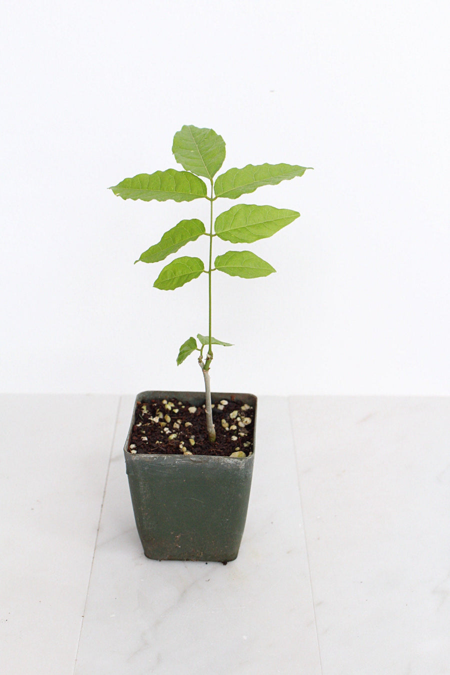 Purple Flower Wisteria Vine Starter Bonsai Tree Chinese Wisteria Plant Trellis Plant Purple Leaf Live Plant Landscape Outdoor Garden Plant