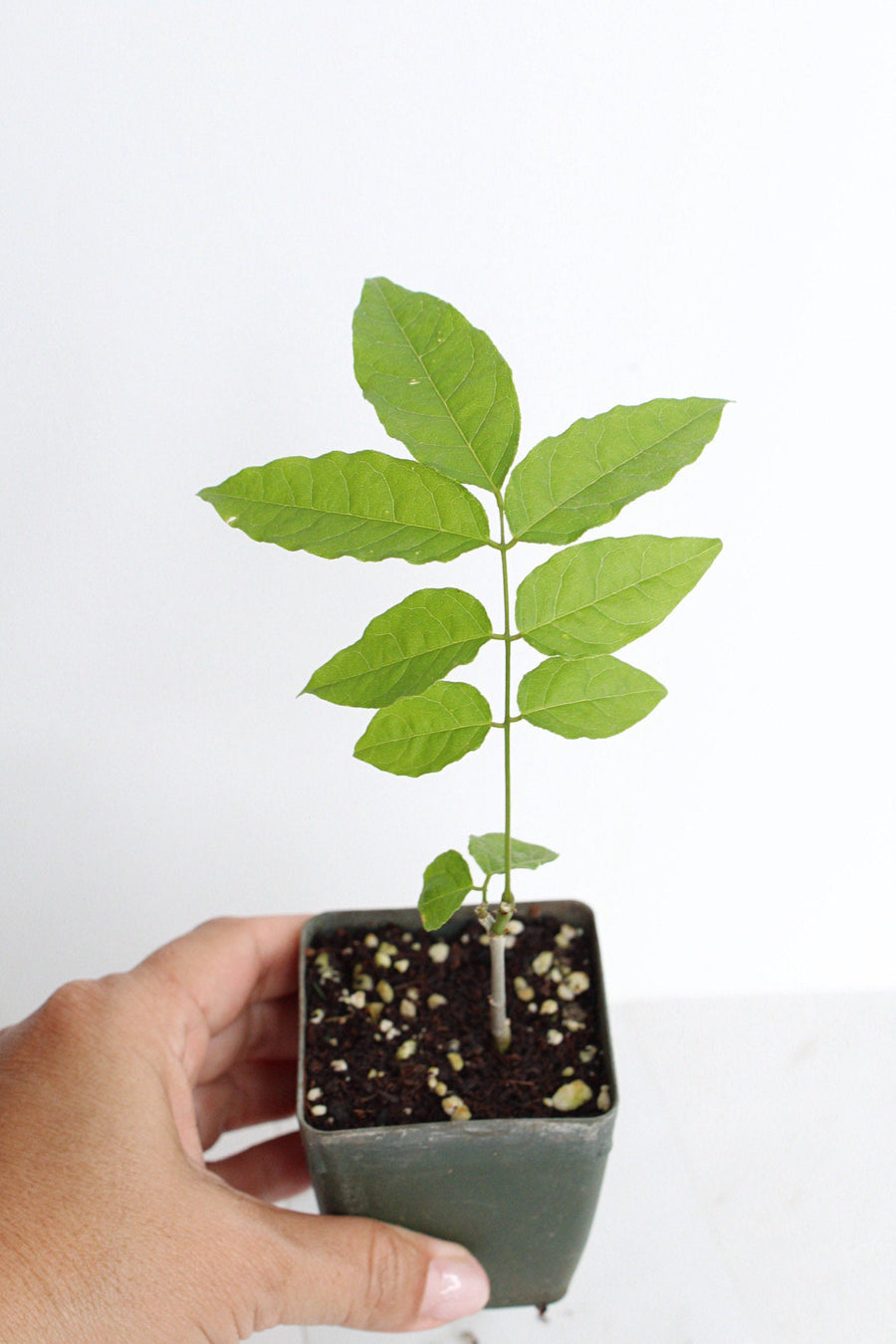Purple Flower Wisteria Vine Starter Bonsai Tree Chinese Wisteria Plant Trellis Plant Purple Leaf Live Plant Landscape Outdoor Garden Plant