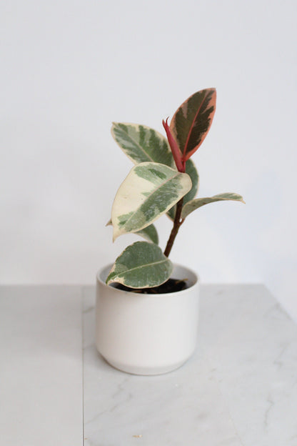 Small White Simple Pot Minimal Bonsai Planter Indoor Plants Home Decor Matte Ceramic Pot Simple Modern Planter Houseplant Container