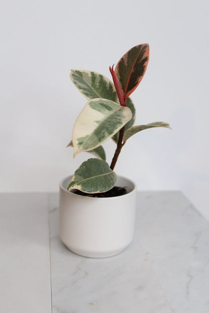 Small White Simple Pot Minimal Bonsai Planter Indoor Plants Home Decor Matte Ceramic Pot Simple Modern Planter Houseplant Container