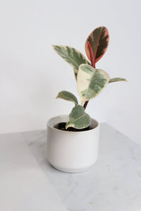Small White Simple Pot Minimal Bonsai Planter Indoor Plants Home Decor Matte Ceramic Pot Simple Modern Planter Houseplant Container