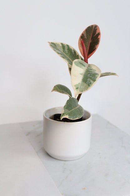 Small White Simple Pot Minimal Bonsai Planter Indoor Plants Home Decor Matte Ceramic Pot Simple Modern Planter Houseplant Container