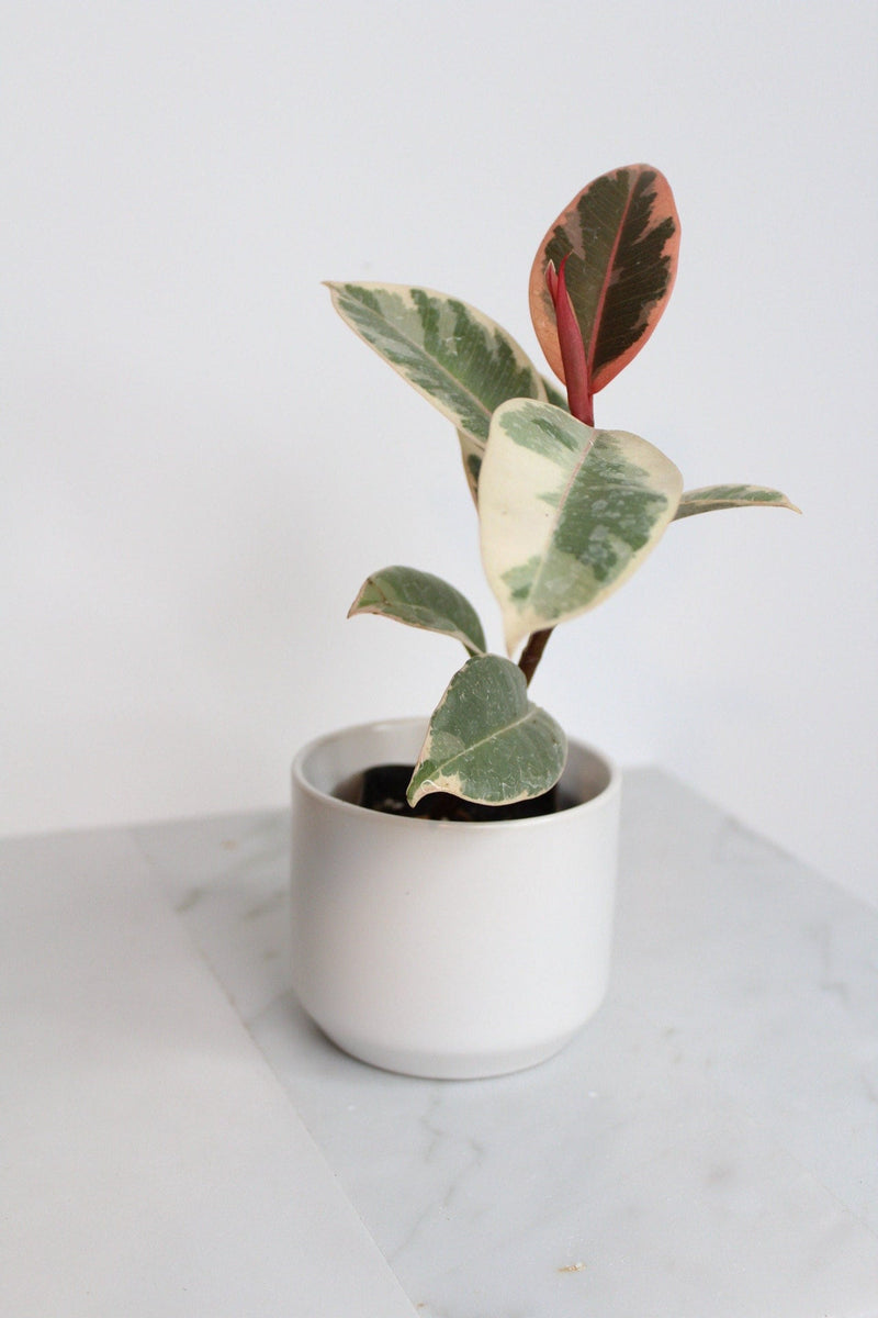 Small White Simple Pot Minimal Bonsai Planter Indoor Plants Home Decor Matte Ceramic Pot Simple Modern Planter Houseplant Container