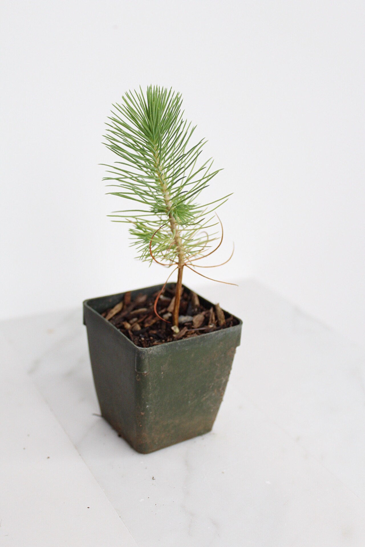 Bonsai Tree Starter Plant Gift Pinus Eldarica Aleppo Pine Afgan Pine Live Tree Japanese Pine Zen Garden House Plant Outdoor Plant 2 inch Pot