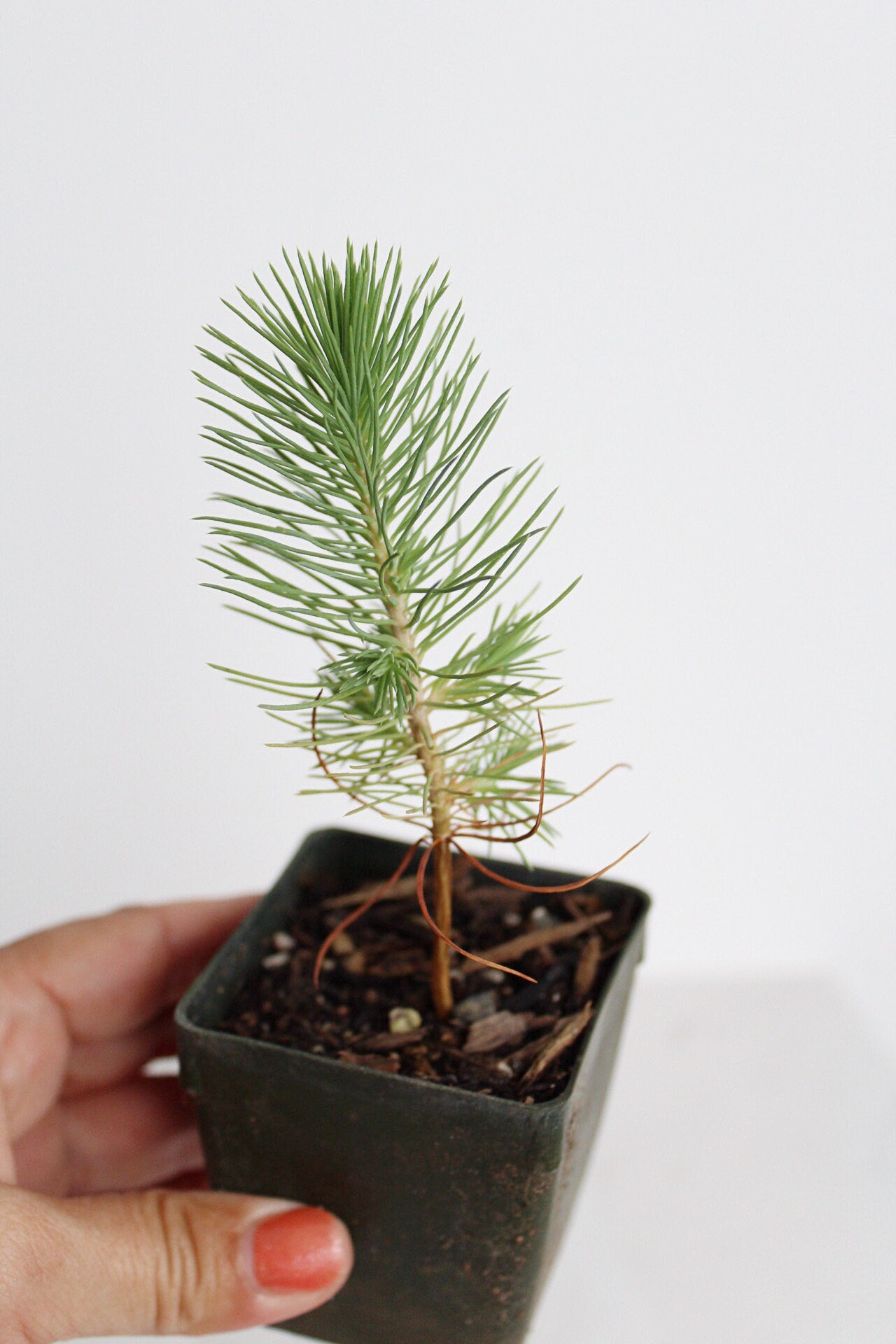 Bonsai Tree Starter Plant Gift Pinus Eldarica Aleppo Pine Afgan Pine Live Tree Japanese Pine Zen Garden House Plant Outdoor Plant 2 inch Pot