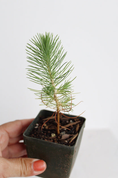 Bonsai Tree Starter Plant Gift Pinus Eldarica Aleppo Pine Afgan Pine Live Tree Japanese Pine Zen Garden House Plant Outdoor Plant 2 inch Pot