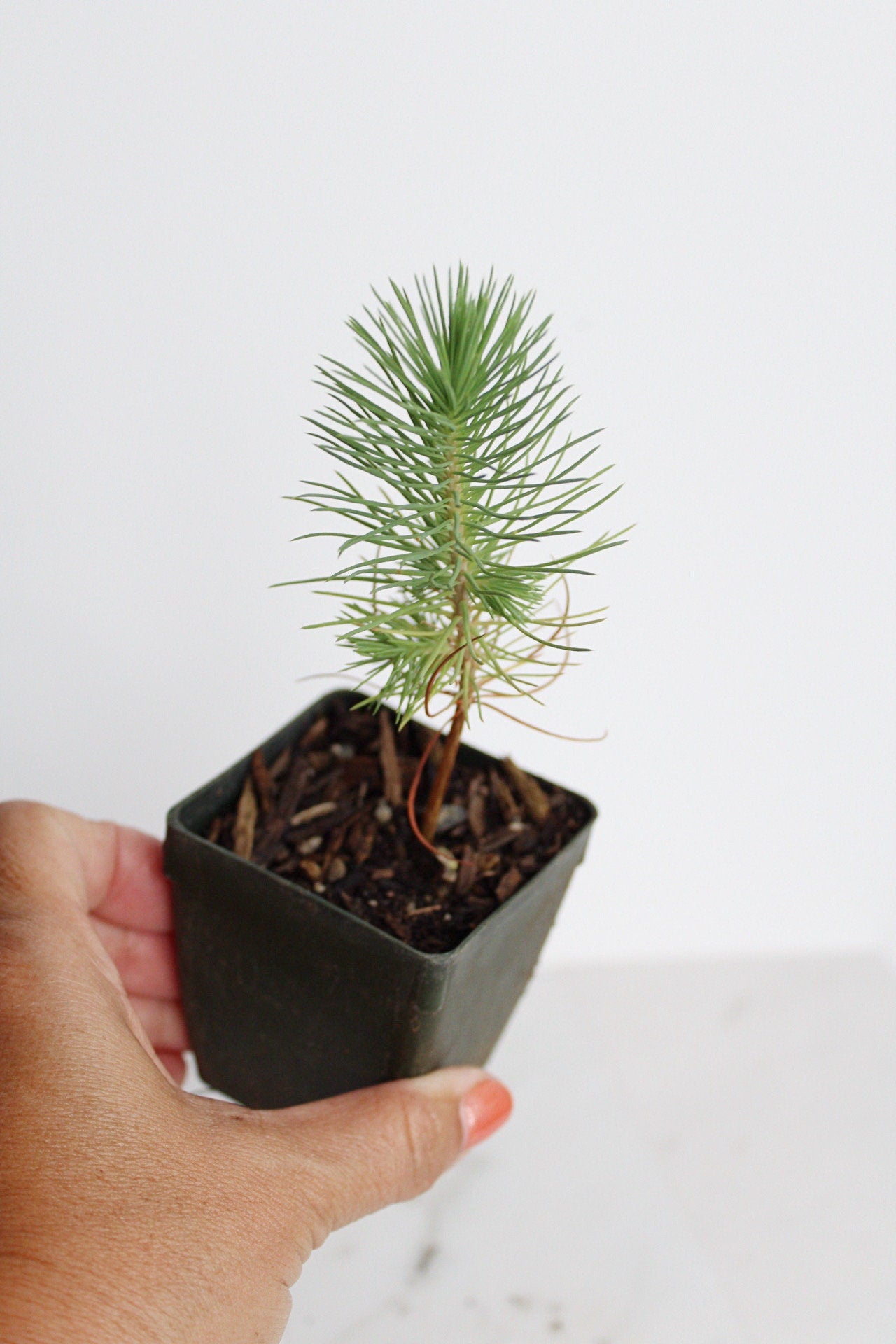 Bonsai Tree Starter Plant Gift Pinus Eldarica Aleppo Pine Afgan Pine Live Tree Japanese Pine Zen Garden House Plant Outdoor Plant 2 inch Pot