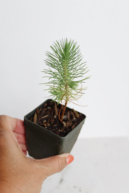 Bonsai Tree Starter Plant Gift Pinus Eldarica Aleppo Pine Afgan Pine Live Tree Japanese Pine Zen Garden House Plant Outdoor Plant 2 inch Pot