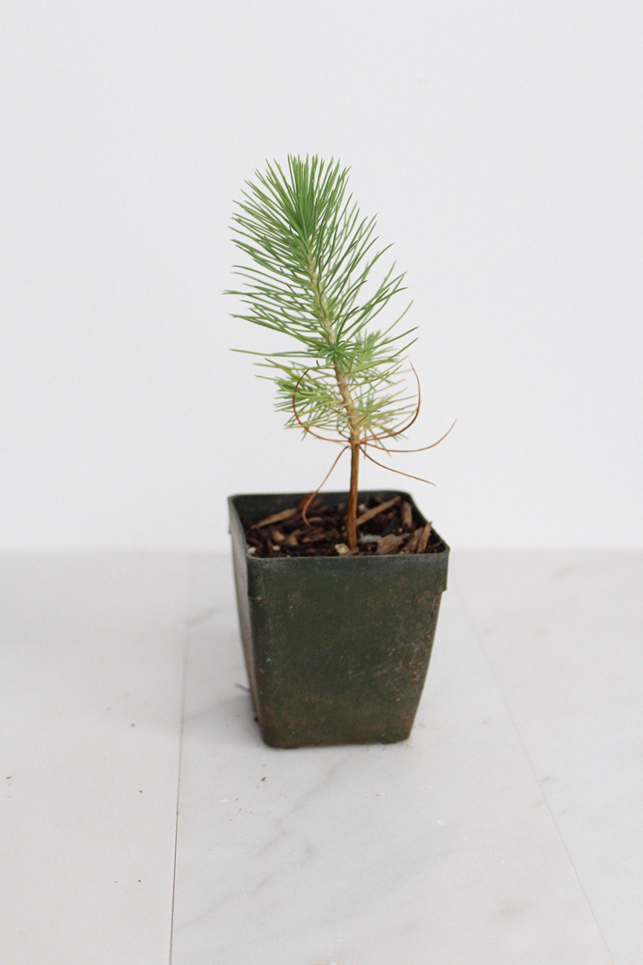 Bonsai Tree Starter Plant Gift Pinus Eldarica Aleppo Pine Afgan Pine Live Tree Japanese Pine Zen Garden House Plant Outdoor Plant 2 inch Pot
