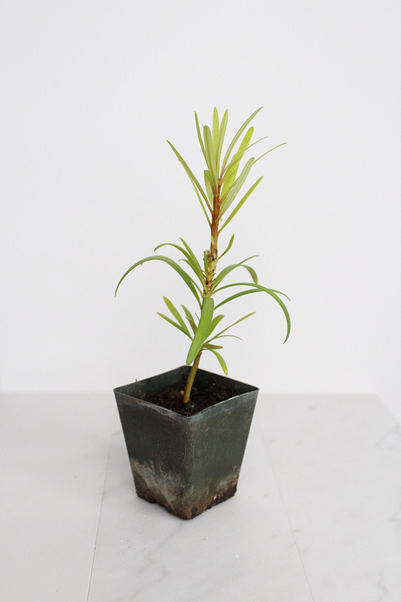 Starter Podocarpus Macrophyllus Maki Tree Outdoor Plant Landscape Live Bonsai Tree Outdoor Foliage Garden Fern Variety Hedge Evergreen Shrub