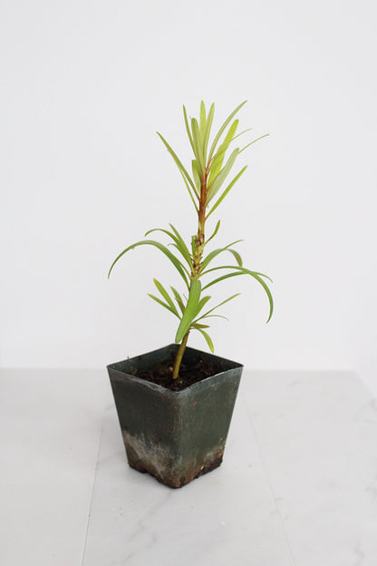 Starter Podocarpus Macrophyllus Maki Tree Outdoor Plant Landscape Live Bonsai Tree Outdoor Foliage Garden Fern Variety Hedge Evergreen Shrub