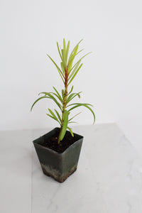 Starter Podocarpus Macrophyllus Maki Tree Outdoor Plant Landscape Live Bonsai Tree Outdoor Foliage Garden Fern Variety Hedge Evergreen Shrub