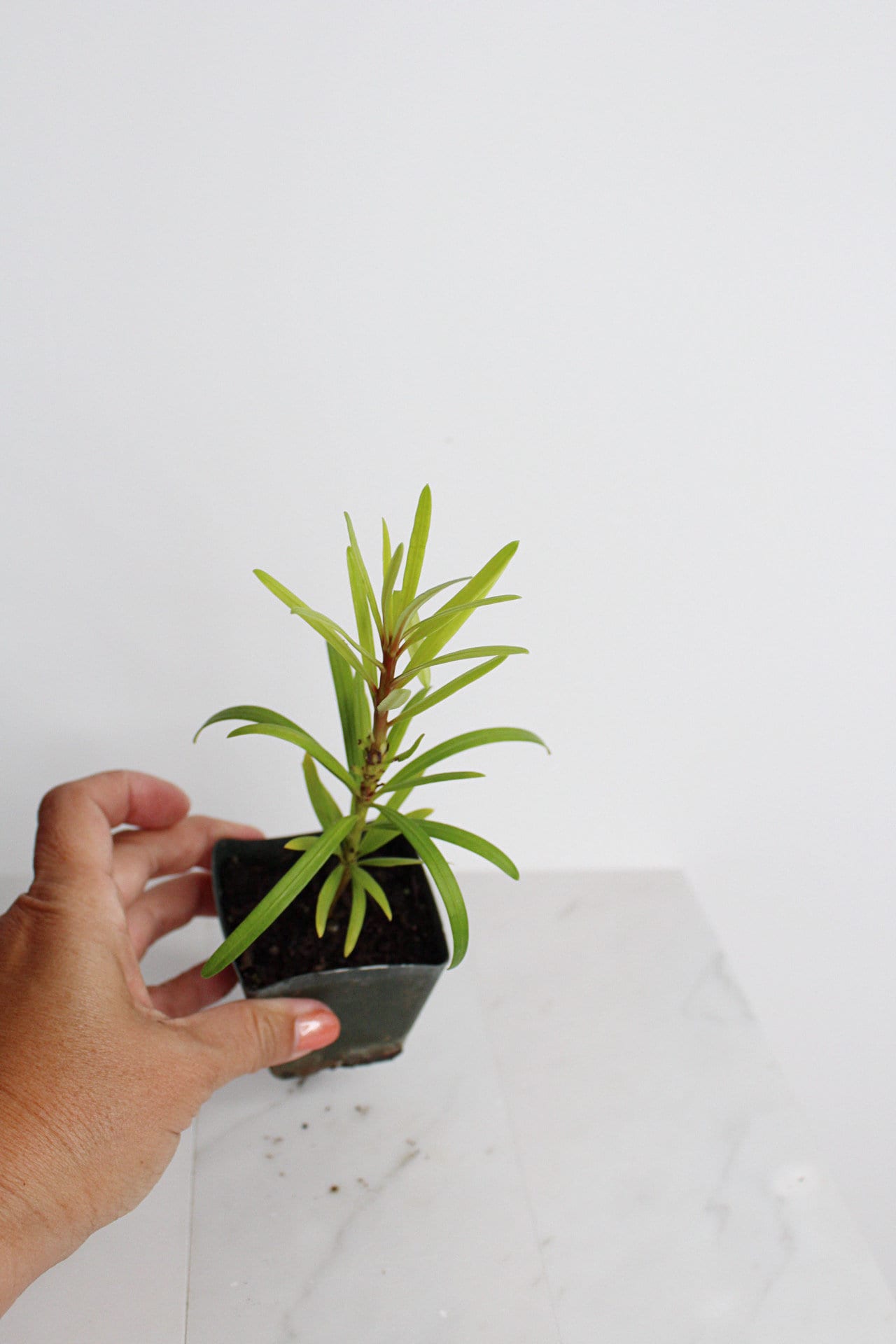 Starter Podocarpus Macrophyllus Maki Tree Outdoor Plant Landscape Live Bonsai Tree Outdoor Foliage Garden Fern Variety Hedge Evergreen Shrub