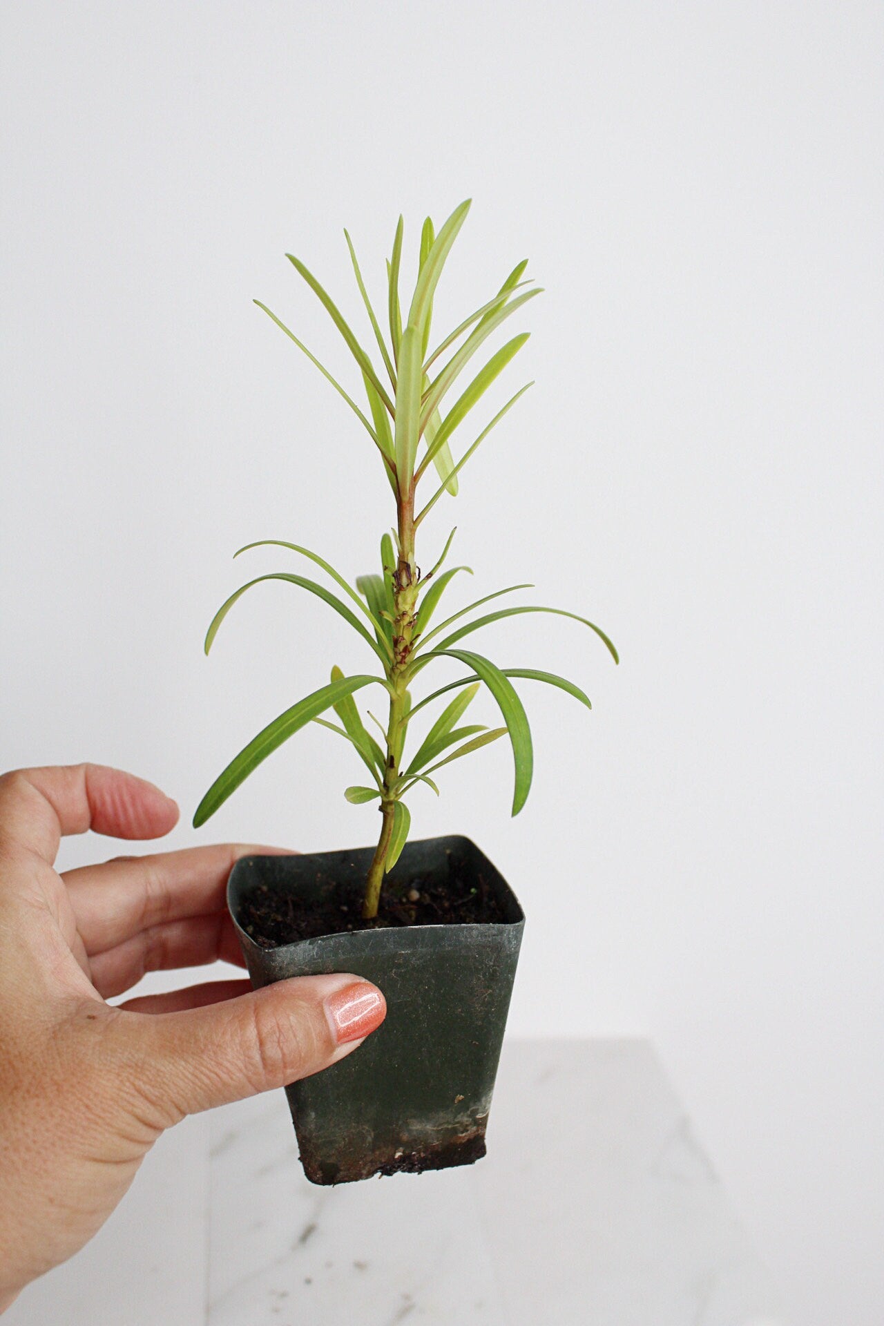 Starter Podocarpus Macrophyllus Maki Tree Outdoor Plant Landscape Live Bonsai Tree Outdoor Foliage Garden Fern Variety Hedge Evergreen Shrub