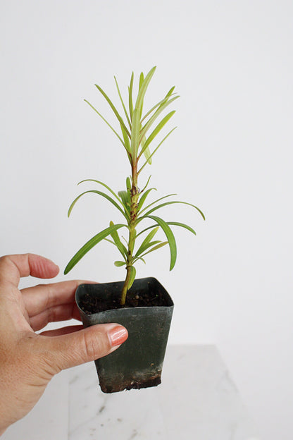 Starter Podocarpus Macrophyllus Maki Tree Outdoor Plant Landscape Live Bonsai Tree Outdoor Foliage Garden Fern Variety Hedge Evergreen Shrub