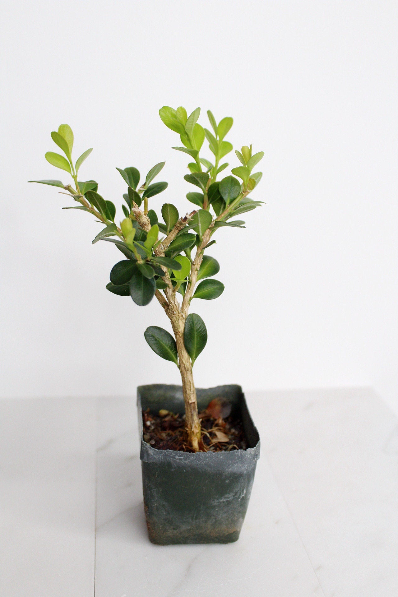 Bonsai Tree Starter Gift Winter Gem Boxwood Plant Variegated Plant Variegated Leaf Plant Buxus Microphylla Boxleaf Japanese Outdoor Garden