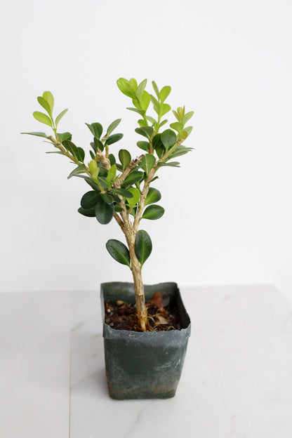 Bonsai Tree Starter Gift Winter Gem Boxwood Plant Variegated Plant Variegated Leaf Plant Buxus Microphylla Boxleaf Japanese Outdoor Garden