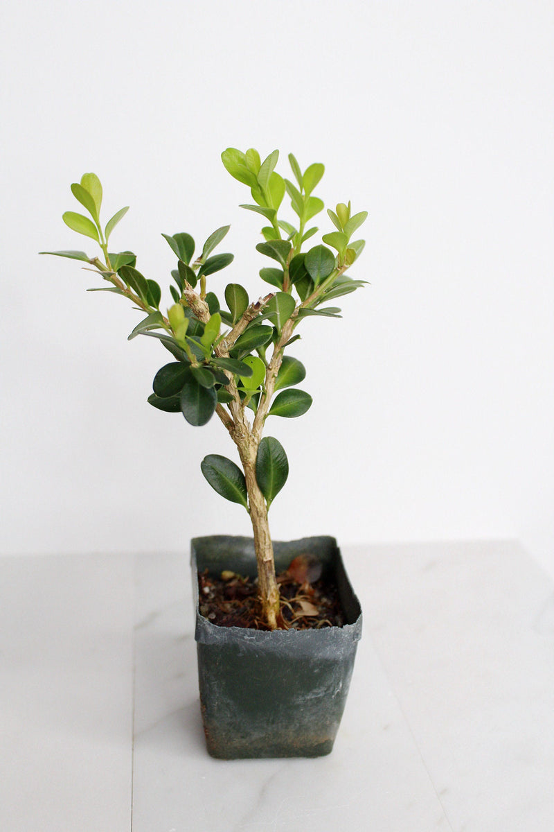 Bonsai Tree Starter Gift Winter Gem Boxwood Plant Variegated Plant Variegated Leaf Plant Buxus Microphylla Boxleaf Japanese Outdoor Garden