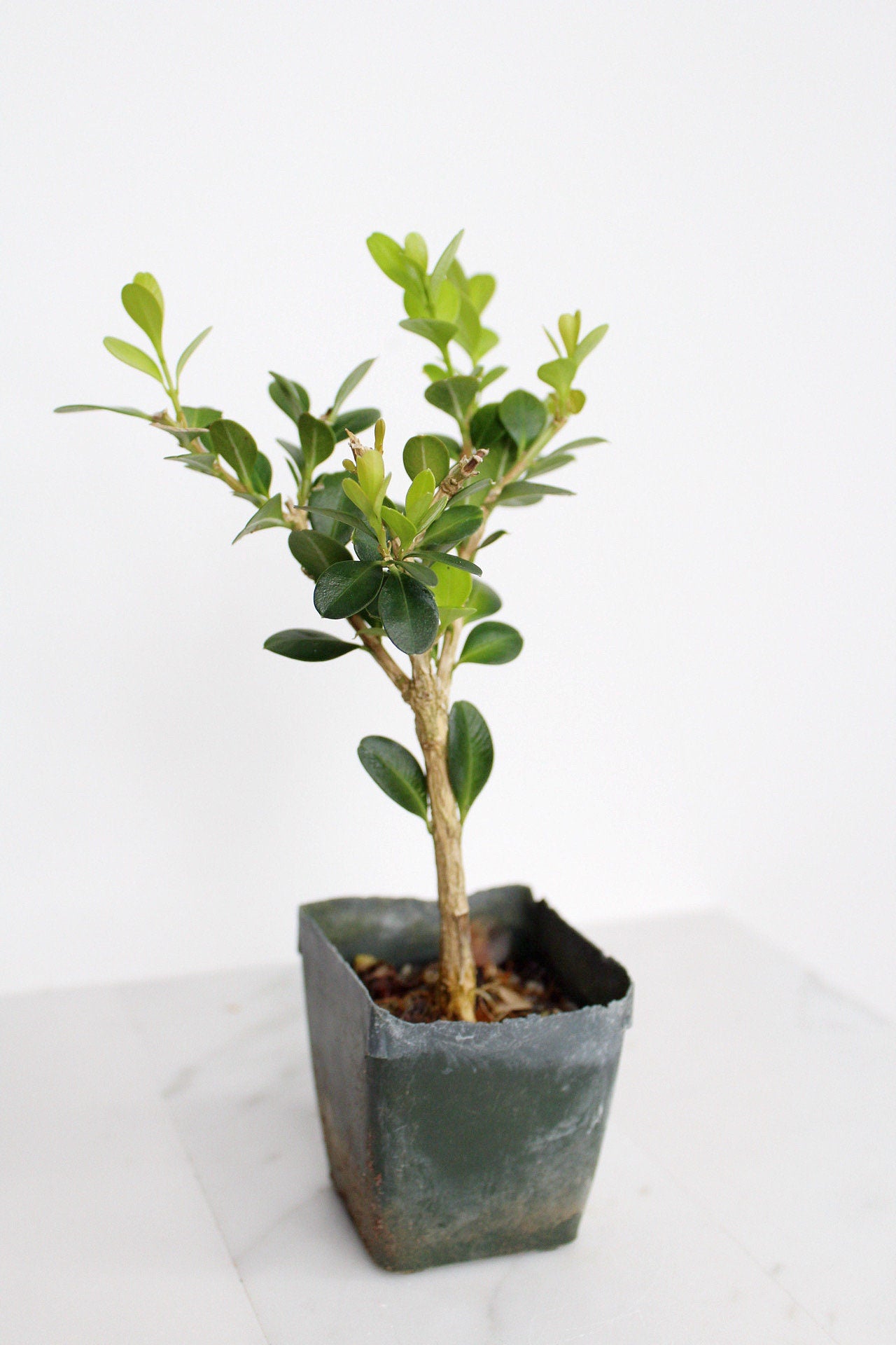 Bonsai Tree Starter Gift Winter Gem Boxwood Plant Variegated Plant Variegated Leaf Plant Buxus Microphylla Boxleaf Japanese Outdoor Garden