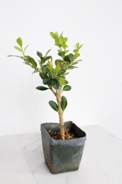 Bonsai Tree Starter Gift Winter Gem Boxwood Plant Variegated Plant Variegated Leaf Plant Buxus Microphylla Boxleaf Japanese Outdoor Garden