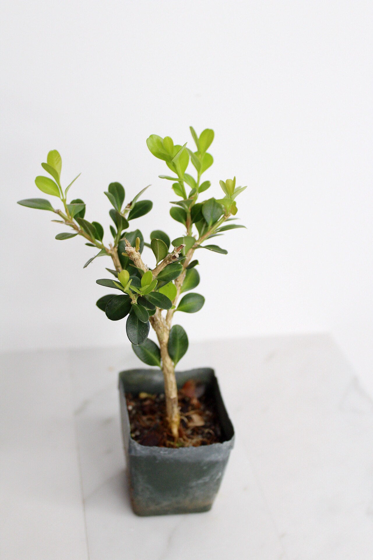 Bonsai Tree Starter Gift Winter Gem Boxwood Plant Variegated Plant Variegated Leaf Plant Buxus Microphylla Boxleaf Japanese Outdoor Garden