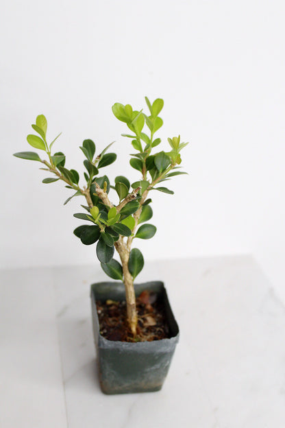 Bonsai Tree Starter Gift Winter Gem Boxwood Plant Variegated Plant Variegated Leaf Plant Buxus Microphylla Boxleaf Japanese Outdoor Garden