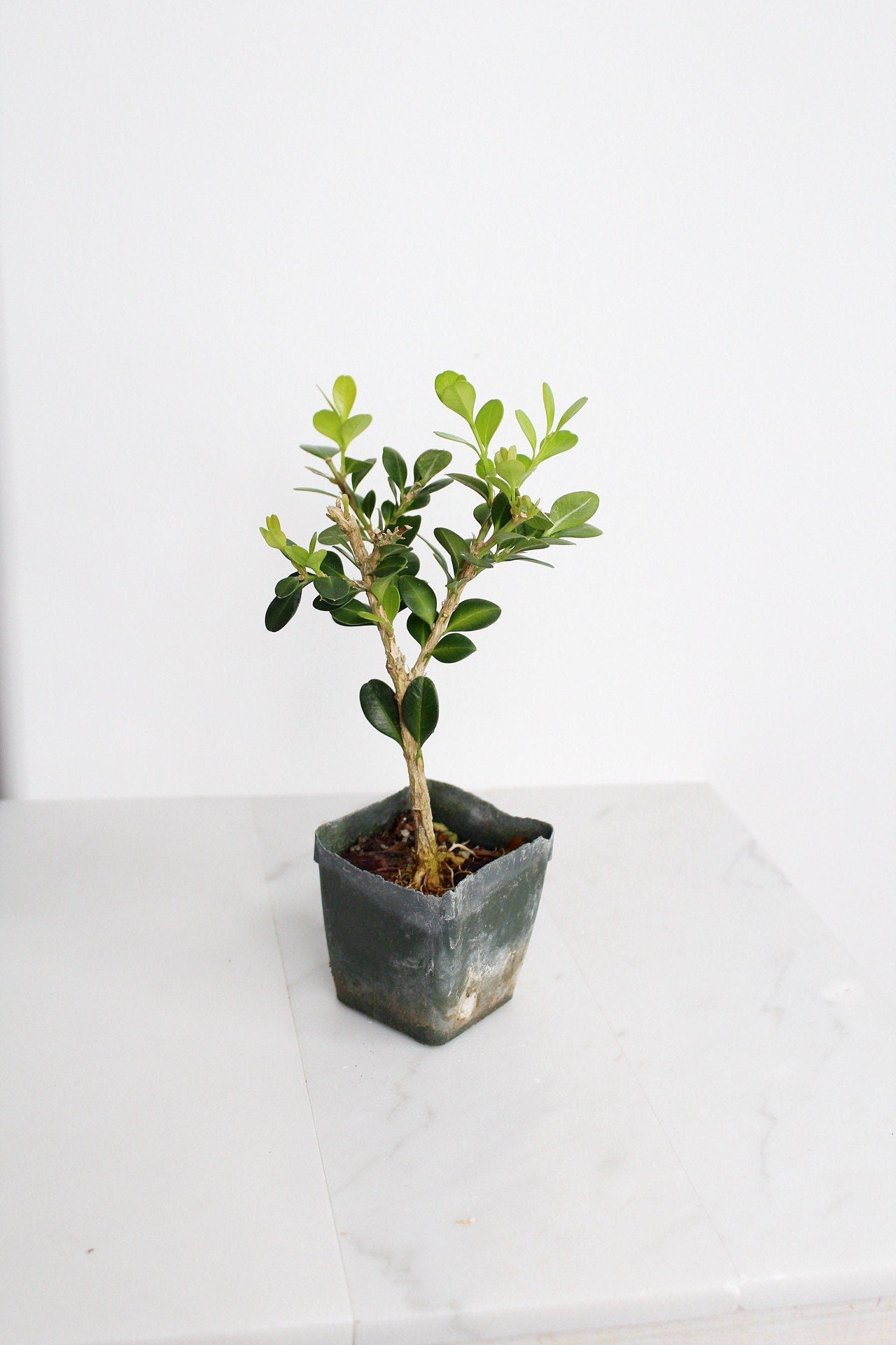 Bonsai Tree Starter Gift Winter Gem Boxwood Plant Variegated Plant Variegated Leaf Plant Buxus Microphylla Boxleaf Japanese Outdoor Garden