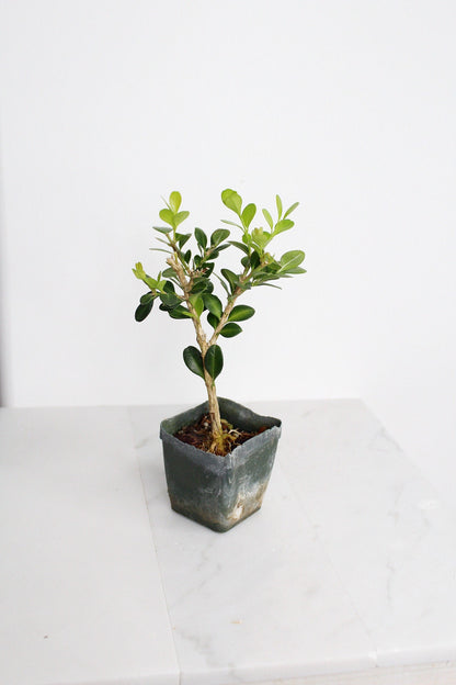 Bonsai Tree Starter Gift Winter Gem Boxwood Plant Variegated Plant Variegated Leaf Plant Buxus Microphylla Boxleaf Japanese Outdoor Garden